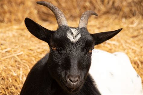 Carpathian Goat Sits On Hay In The Mountains In Ukraine The Goat Stock