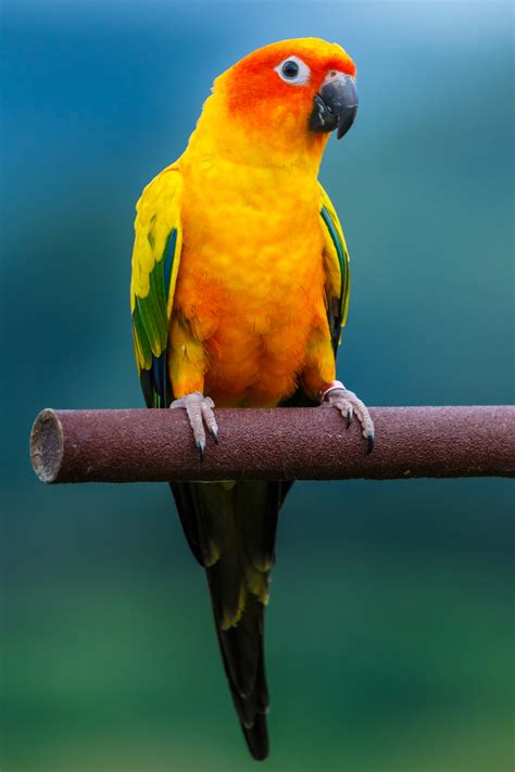 Top 10 Most Beautiful Parrots In The World Worlds Top Insider