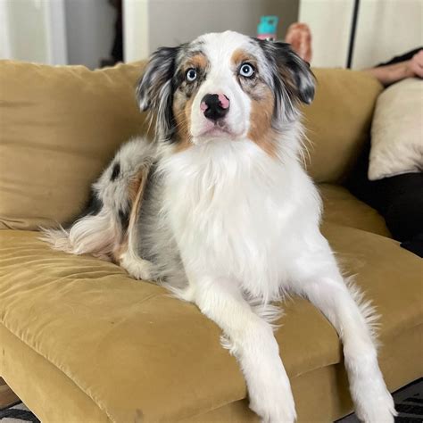 Rockhill Australian Shepherds in Oregon
