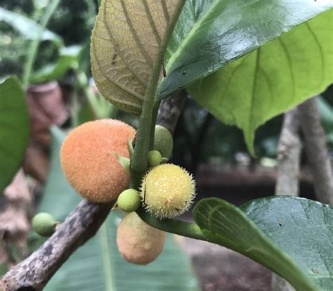 10 Rare Fruits In India You Must Know About • India Gardening