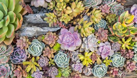 How To Design A Succulent Rock Garden Oc Succulents