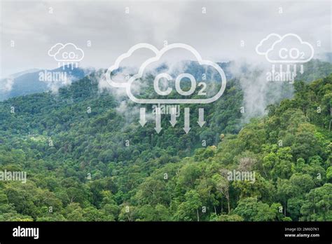 Tropical Forests Can Absorb Large Amounts Of Carbon Dioxide From The