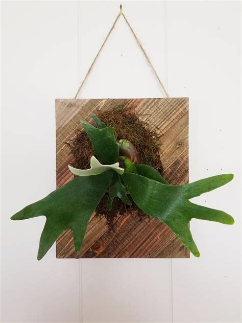 Propagating a staghorn fern is not hard. How to care for a Staghorn Fern? : houseplants