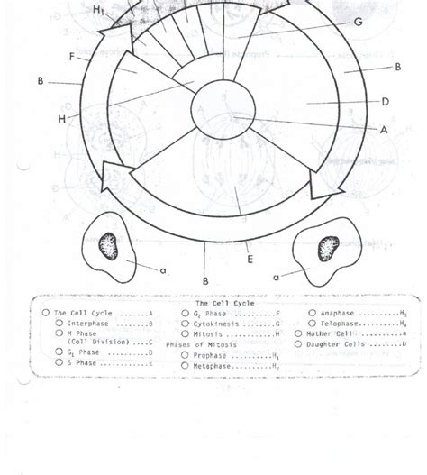 The stage of meiotic or mitotic cell division in which the chromosomes move away from one another to opposite poles of the spindle. Cells Alive Worksheet Answer Key