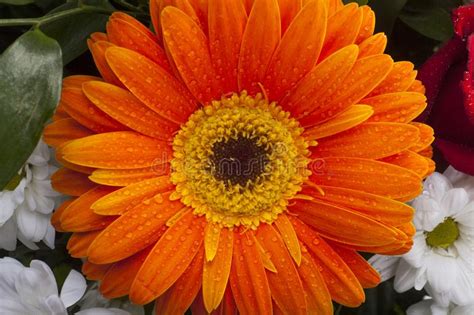 Orange Gerbera Closeup On Flower Petals With Water Drops Stock Photo