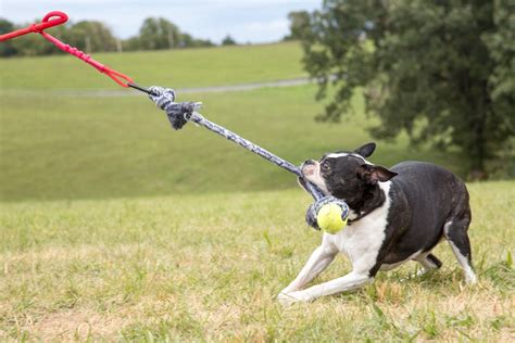 Tether Tug Outdoor Dog Toy Medium