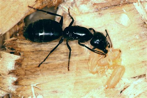Abc Termite And Pest Control Carpenter Ants House Ants Etc