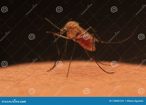 Mosquito Stock Image Image Of Animal Hunter Malaria 138481331