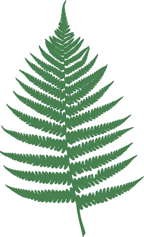 Fern Leaf Clipart Free Download On Clipartmag