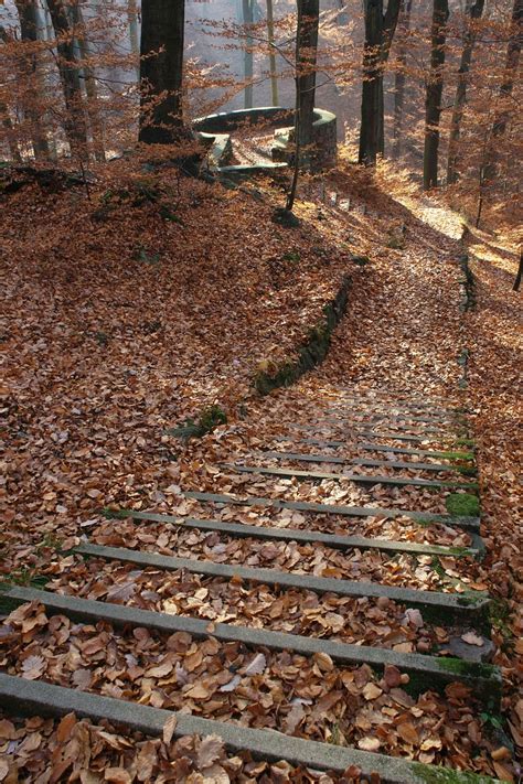 Forest Nature Germany Saxony Autumn Dresden Heath Weißer Hirsch