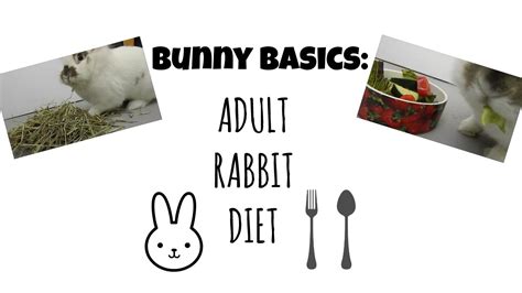 bunny basics adult rabbit diet youtube