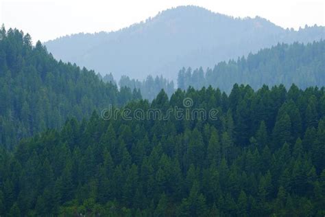 Lush Green Forest In The Mountains Pine Trees Layers Of Valleys Stock