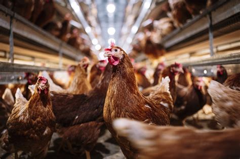 Bird Flu Strikes Ohio Egg Farm As It Has To Kill 135 Million Chickens