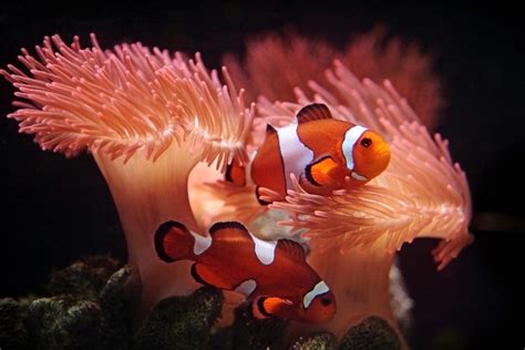 The Clownfish Care Guide Is This Fish For Your Aquarium Aquarium Fishes