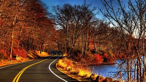 Road Trees Without Leaves Autumn Hd Wallpaper Download Wallpapers