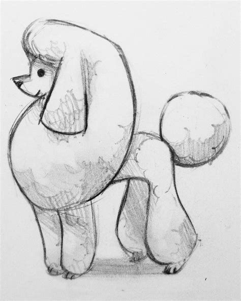 Poodle Sketch Dog Drawing Dog Tattoos Poodle Drawing