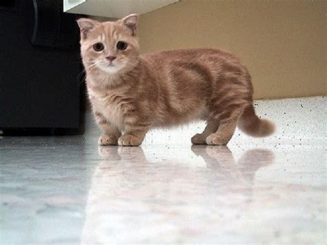10 Adorable Photos Of Short Legged Cats That Will Make You Almost Too