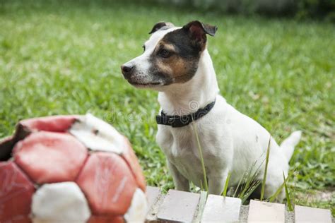 Adult Jack Russell Dog Sit In The Grass Stock Image Image Of Health