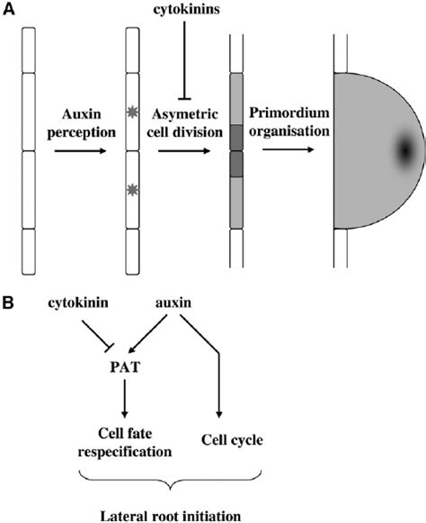 Model Of Cytokininauxin Interaction During Root Development