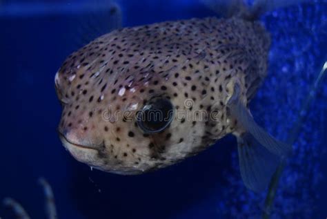 Puffer Fish Stock Photo Image Of Animal Life Nature 40879864