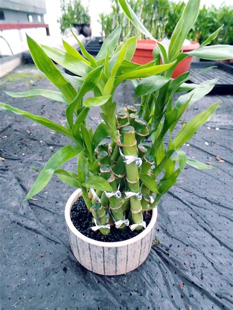 Lucky bamboo is a great low maintance houseplant. How to grow Lucky Bamboo plant | Lucky bamboo care ...