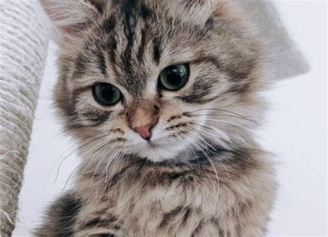 Dit Zijn De 10 Populairste Kattennamen En Opvallend Genoeg Is De