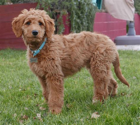 Goldendoodle Training And Aggression Chicago Dog Trainer
