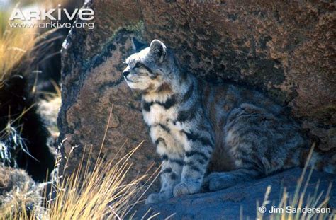 Andean cats can be found on the dry, rocky slopes of the andes mountains in south america. Andean Mountain Cat | The Parody Wiki | Fandom