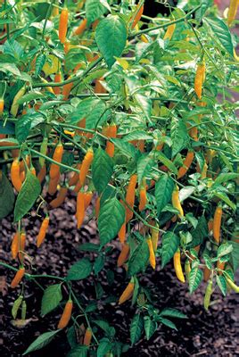 Mas una nota de agro tv sobre el chile habanero visitanos en www.elagropecuario.com y sepa mas voz de manuel cabrera , edición joel junior dirección general. Hot Chile Pepper Health