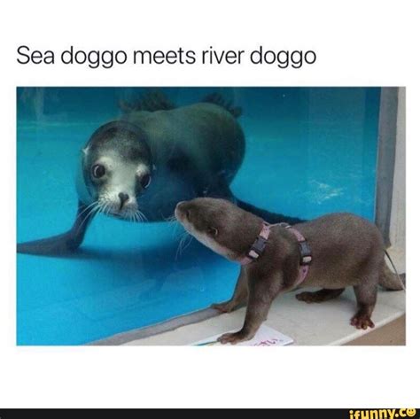 Sea Doggo Meets River Doggo Ifunny