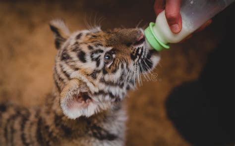 Tiger Cub Is Sung From A Baby S Nipple With Milk Predator Feeding