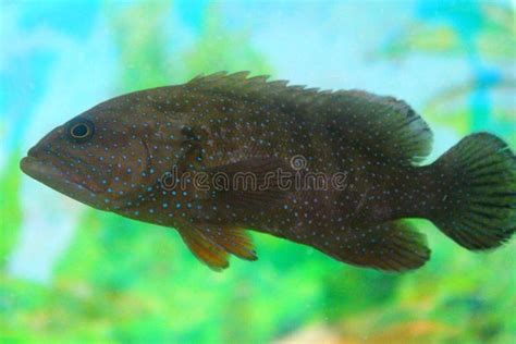 A Beautiful Cute Fish In A Tank Stock Image Image Of Beautiful Fish