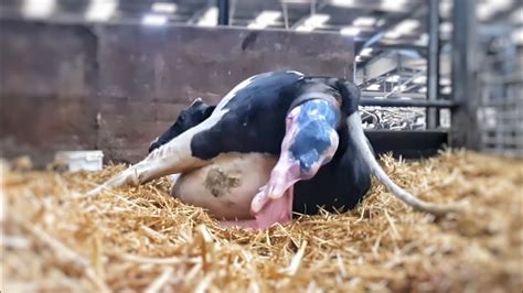 Cow Giving Birth The Hoof Gp Youtube