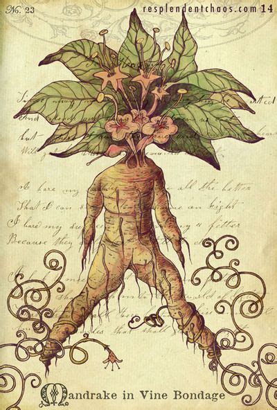 It Wasnt Until The Middle Ages That Mandrake Became Popular As A