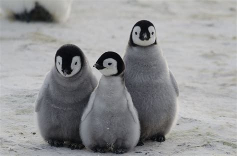 Il Pinguino Imperatore Una Specie Sempre Più Minacciata Ohga