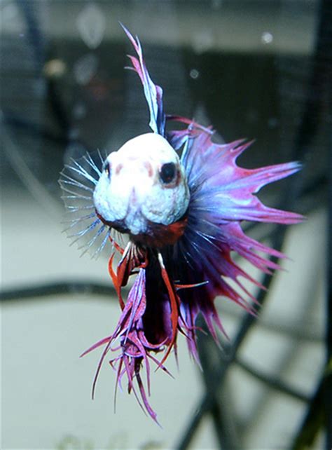 Lifecycle Of Siamese Fighting Fish Betta Fish Care