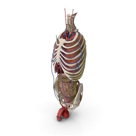 This diagram depicts torso muscles diagram. Male Torso and Internal Organs Anatomy PNG Images & PSDs ...