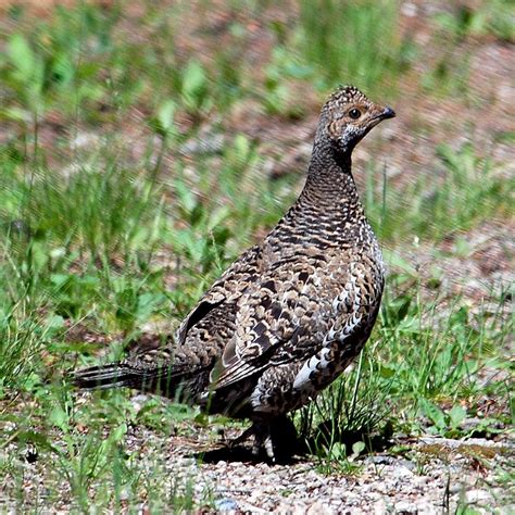 Blue Grouse Nature Companion