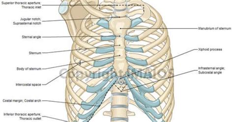 Anatomy Of Chest And Ribs Human Chest Anatomy Illustration Stock