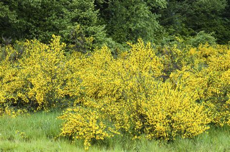 Home » garden » garden design » landscape layering: Scotch Broom Maintenance - Tips On Pruning A Scotch Broom ...