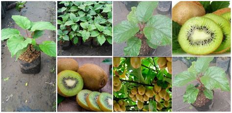 Jual BIBIT TANAMAN BUAH KIWI JANTAN DAN BETINA-BIBIT POHON KIWI SEPAKET