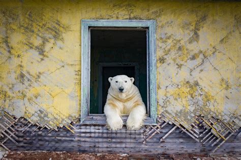 Photographer Catches Polar Bears Roaming Free At Meteorological Station