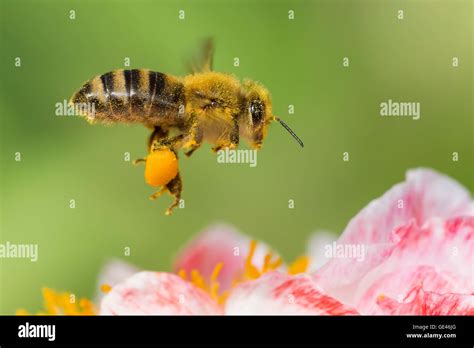 One Honey Bee Full Of Pollen In Flight Stock Photo Alamy