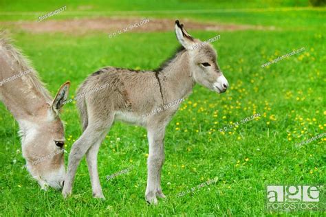 Domestic Donkey Equus Asinus Asinus Eight Hours Old Donkey Foal With