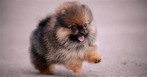 20 Cool Facts You Didnt Know About Pomeranians Pomeranian Facts Dog