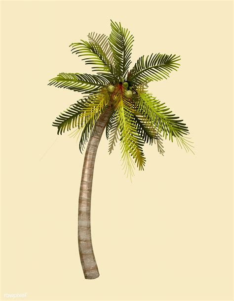 Tropical Coconut Palm Tree Illustration Premium Image By