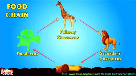 African wildlife ecosystem food chain illustration. Food Chains , Food Webs , Energy Pyramid - Education Video ...