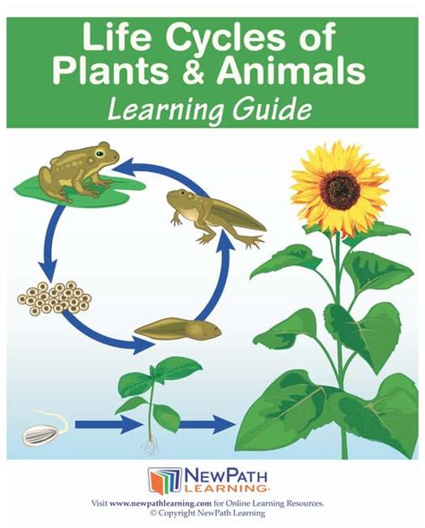 Life Cycles Of Plants And Animals Learning Guide Elementary Life Cycles