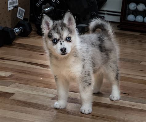 pomsky puppies  comprehensive  owner guide