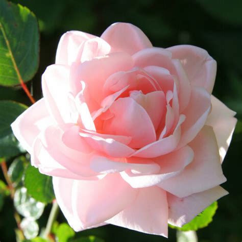 Orders above gbp99,99 will be delivered to you without any shipping costs. Buy Climbing Rose New Dawn - Best Value for Money ...